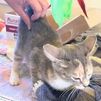 Thumbnail photo of HONEY #3