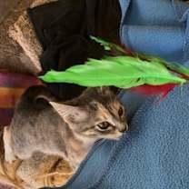 Thumbnail photo of HONEY #4