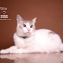 Thumbnail photo of UTA #3