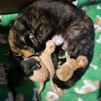 Thumbnail photo of *Kasey #2