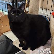 Thumbnail photo of Violet #1