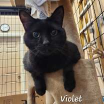 Thumbnail photo of Violet #2