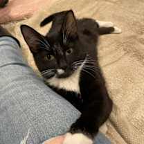 Thumbnail photo of Nico (LE) #1