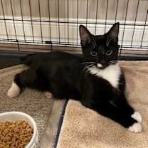 Thumbnail photo of Nico (LE) #2