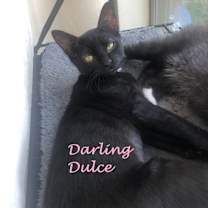 Thumbnail photo of Dulce 0364 #2