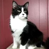 Thumbnail photo of Jamison aka Jamie #1
