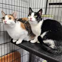 Thumbnail photo of Frenchie #3