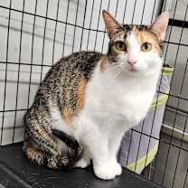 Thumbnail photo of Patty #1