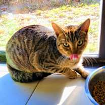 Thumbnail photo of Sammy #2