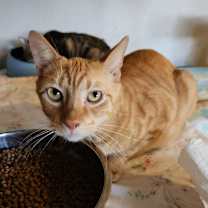 Thumbnail photo of Archie #3