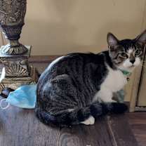 Thumbnail photo of Harper #1