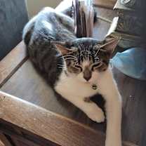 Thumbnail photo of Harper #2