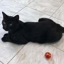 Thumbnail photo of Oscar #3