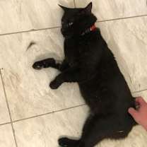 Thumbnail photo of Oscar #4