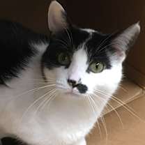 Thumbnail photo of Charlie #4