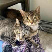 Thumbnail photo of Lickerish and Cat Benatar #1