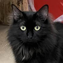 Thumbnail photo of Jett #1