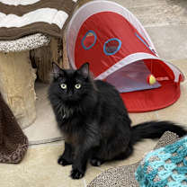 Thumbnail photo of Jett #2