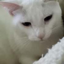Thumbnail photo of Arden #4