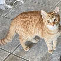 Thumbnail photo of CHEETO! #1