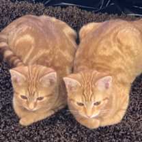 Thumbnail photo of CHEETO! #2