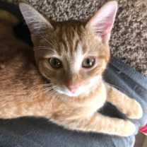 Thumbnail photo of CHEETO! #3