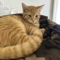 Thumbnail photo of CHEETO! #4