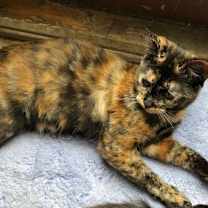 Thumbnail photo of TANSY! #2