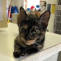 Thumbnail photo of TANSY! #4