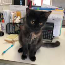 Thumbnail photo of STORM! #1