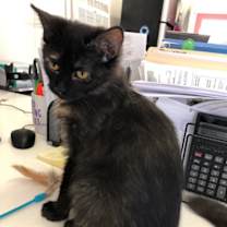 Thumbnail photo of STORM! #3