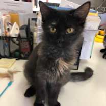 Thumbnail photo of STORM! #4