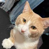 Thumbnail photo of MEW - Magical Soul #1