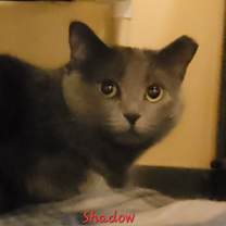 Thumbnail photo of Shadow #1