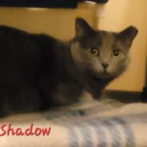 Thumbnail photo of Shadow #2