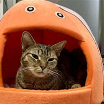 Thumbnail photo of GRACIE #2