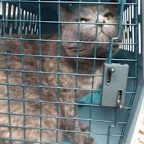 Thumbnail photo of Duchess #1