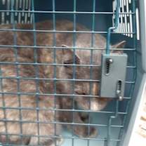 Thumbnail photo of Duchess #2