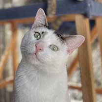 Thumbnail photo of Millie #3