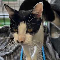 Thumbnail photo of Panda #3