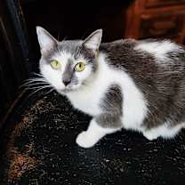 Thumbnail photo of Misty #2
