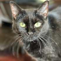 Thumbnail photo of Sabrina #1