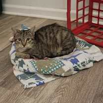 Thumbnail photo of Piper #3