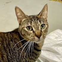 Thumbnail photo of KIWI #3