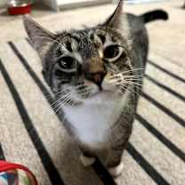 Thumbnail photo of Stormy #4