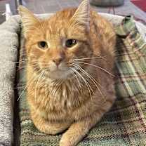 Thumbnail photo of Mr. Peepers #4