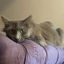 Thumbnail photo of Azula #2