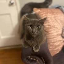 Thumbnail photo of Azula #3