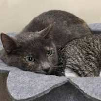 Thumbnail photo of Martini #1