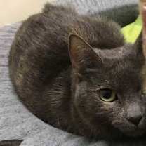 Thumbnail photo of Martini #2
